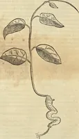 An illustration from Historia naturalis Brasiliae, : auspicio et beneficio illustriss. I. Mauritii Com. Nassau ... adornata : in qua non tantum plantæ et animalia, sed et indigenarum morbi, ingenia et mores describuntur et iconibus supra quingentas illustrantur (1648)