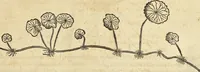 An illustration from Historia naturalis Brasiliae, : auspicio et beneficio illustriss. I. Mauritii Com. Nassau ... adornata : in qua non tantum plantæ et animalia, sed et indigenarum morbi, ingenia et mores describuntur et iconibus supra quingentas illustrantur (1648)