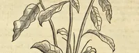An illustration from Historia naturalis Brasiliae, : auspicio et beneficio illustriss. I. Mauritii Com. Nassau ... adornata : in qua non tantum plantæ et animalia, sed et indigenarum morbi, ingenia et mores describuntur et iconibus supra quingentas illustrantur (1648)