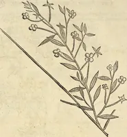An illustration from Historia naturalis Brasiliae, : auspicio et beneficio illustriss. I. Mauritii Com. Nassau ... adornata : in qua non tantum plantæ et animalia, sed et indigenarum morbi, ingenia et mores describuntur et iconibus supra quingentas illustrantur (1648)