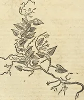 An illustration from Historia naturalis Brasiliae, : auspicio et beneficio illustriss. I. Mauritii Com. Nassau ... adornata : in qua non tantum plantæ et animalia, sed et indigenarum morbi, ingenia et mores describuntur et iconibus supra quingentas illustrantur (1648)