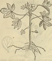 An illustration from Historia naturalis Brasiliae, : auspicio et beneficio illustriss. I. Mauritii Com. Nassau ... adornata : in qua non tantum plantæ et animalia, sed et indigenarum morbi, ingenia et mores describuntur et iconibus supra quingentas illustrantur (1648)