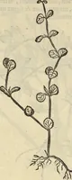 An illustration from Historia naturalis Brasiliae, : auspicio et beneficio illustriss. I. Mauritii Com. Nassau ... adornata : in qua non tantum plantæ et animalia, sed et indigenarum morbi, ingenia et mores describuntur et iconibus supra quingentas illustrantur (1648)