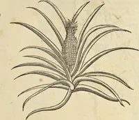 An illustration from Historia naturalis Brasiliae, : auspicio et beneficio illustriss. I. Mauritii Com. Nassau ... adornata : in qua non tantum plantæ et animalia, sed et indigenarum morbi, ingenia et mores describuntur et iconibus supra quingentas illustrantur (1648)