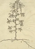 An illustration from Historia naturalis Brasiliae, : auspicio et beneficio illustriss. I. Mauritii Com. Nassau ... adornata : in qua non tantum plantæ et animalia, sed et indigenarum morbi, ingenia et mores describuntur et iconibus supra quingentas illustrantur (1648)