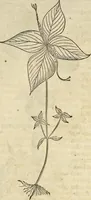 An illustration from Historia naturalis Brasiliae, : auspicio et beneficio illustriss. I. Mauritii Com. Nassau ... adornata : in qua non tantum plantæ et animalia, sed et indigenarum morbi, ingenia et mores describuntur et iconibus supra quingentas illustrantur (1648)