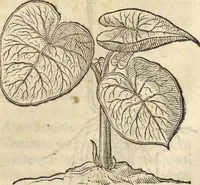 Picture 132 of 397 from Historia naturalis Brasiliae, : auspicio et beneficio illustriss. I. Mauritii Com. Nassau ... adornata : in qua non tantum plantæ et animalia, sed et indigenarum morbi, ingenia et mores describuntur et iconibus supra quingentas illustrantur (1648), leaf 182