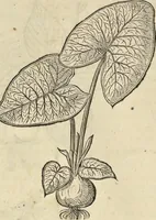 An illustration from Historia naturalis Brasiliae, : auspicio et beneficio illustriss. I. Mauritii Com. Nassau ... adornata : in qua non tantum plantæ et animalia, sed et indigenarum morbi, ingenia et mores describuntur et iconibus supra quingentas illustrantur (1648)