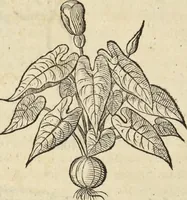 An illustration from Historia naturalis Brasiliae, : auspicio et beneficio illustriss. I. Mauritii Com. Nassau ... adornata : in qua non tantum plantæ et animalia, sed et indigenarum morbi, ingenia et mores describuntur et iconibus supra quingentas illustrantur (1648)