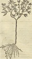 An illustration from Historia naturalis Brasiliae, : auspicio et beneficio illustriss. I. Mauritii Com. Nassau ... adornata : in qua non tantum plantæ et animalia, sed et indigenarum morbi, ingenia et mores describuntur et iconibus supra quingentas illustrantur (1648)
