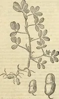 An illustration from Historia naturalis Brasiliae, : auspicio et beneficio illustriss. I. Mauritii Com. Nassau ... adornata : in qua non tantum plantæ et animalia, sed et indigenarum morbi, ingenia et mores describuntur et iconibus supra quingentas illustrantur (1648)
