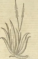 An illustration from Historia naturalis Brasiliae, : auspicio et beneficio illustriss. I. Mauritii Com. Nassau ... adornata : in qua non tantum plantæ et animalia, sed et indigenarum morbi, ingenia et mores describuntur et iconibus supra quingentas illustrantur (1648)