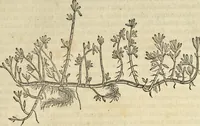 An illustration from Historia naturalis Brasiliae, : auspicio et beneficio illustriss. I. Mauritii Com. Nassau ... adornata : in qua non tantum plantæ et animalia, sed et indigenarum morbi, ingenia et mores describuntur et iconibus supra quingentas illustrantur (1648)