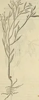An illustration from Historia naturalis Brasiliae, : auspicio et beneficio illustriss. I. Mauritii Com. Nassau ... adornata : in qua non tantum plantæ et animalia, sed et indigenarum morbi, ingenia et mores describuntur et iconibus supra quingentas illustrantur (1648)