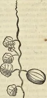 An illustration from Historia naturalis Brasiliae, : auspicio et beneficio illustriss. I. Mauritii Com. Nassau ... adornata : in qua non tantum plantæ et animalia, sed et indigenarum morbi, ingenia et mores describuntur et iconibus supra quingentas illustrantur (1648)