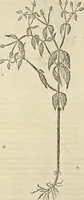An illustration from Historia naturalis Brasiliae, : auspicio et beneficio illustriss. I. Mauritii Com. Nassau ... adornata : in qua non tantum plantæ et animalia, sed et indigenarum morbi, ingenia et mores describuntur et iconibus supra quingentas illustrantur (1648)