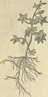 An illustration from Historia naturalis Brasiliae, : auspicio et beneficio illustriss. I. Mauritii Com. Nassau ... adornata : in qua non tantum plantæ et animalia, sed et indigenarum morbi, ingenia et mores describuntur et iconibus supra quingentas illustrantur (1648)
