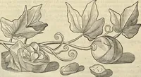 An illustration from Historia naturalis Brasiliae, : auspicio et beneficio illustriss. I. Mauritii Com. Nassau ... adornata : in qua non tantum plantæ et animalia, sed et indigenarum morbi, ingenia et mores describuntur et iconibus supra quingentas illustrantur (1648)