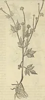 An illustration from Historia naturalis Brasiliae, : auspicio et beneficio illustriss. I. Mauritii Com. Nassau ... adornata : in qua non tantum plantæ et animalia, sed et indigenarum morbi, ingenia et mores describuntur et iconibus supra quingentas illustrantur (1648)