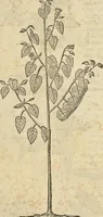 An illustration from Historia naturalis Brasiliae, : auspicio et beneficio illustriss. I. Mauritii Com. Nassau ... adornata : in qua non tantum plantæ et animalia, sed et indigenarum morbi, ingenia et mores describuntur et iconibus supra quingentas illustrantur (1648)