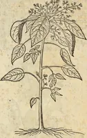 An illustration from Historia naturalis Brasiliae, : auspicio et beneficio illustriss. I. Mauritii Com. Nassau ... adornata : in qua non tantum plantæ et animalia, sed et indigenarum morbi, ingenia et mores describuntur et iconibus supra quingentas illustrantur (1648)