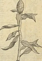 An illustration from Historia naturalis Brasiliae, : auspicio et beneficio illustriss. I. Mauritii Com. Nassau ... adornata : in qua non tantum plantæ et animalia, sed et indigenarum morbi, ingenia et mores describuntur et iconibus supra quingentas illustrantur (1648)