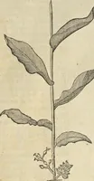 An illustration from Historia naturalis Brasiliae, : auspicio et beneficio illustriss. I. Mauritii Com. Nassau ... adornata : in qua non tantum plantæ et animalia, sed et indigenarum morbi, ingenia et mores describuntur et iconibus supra quingentas illustrantur (1648)