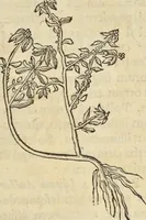 An illustration from Historia naturalis Brasiliae, : auspicio et beneficio illustriss. I. Mauritii Com. Nassau ... adornata : in qua non tantum plantæ et animalia, sed et indigenarum morbi, ingenia et mores describuntur et iconibus supra quingentas illustrantur (1648)