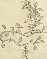 An illustration from Historia naturalis Brasiliae, : auspicio et beneficio illustriss. I. Mauritii Com. Nassau ... adornata : in qua non tantum plantæ et animalia, sed et indigenarum morbi, ingenia et mores describuntur et iconibus supra quingentas illustrantur (1648)
