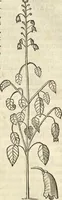 An illustration from Historia naturalis Brasiliae, : auspicio et beneficio illustriss. I. Mauritii Com. Nassau ... adornata : in qua non tantum plantæ et animalia, sed et indigenarum morbi, ingenia et mores describuntur et iconibus supra quingentas illustrantur (1648)