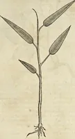 An illustration from Historia naturalis Brasiliae, : auspicio et beneficio illustriss. I. Mauritii Com. Nassau ... adornata : in qua non tantum plantæ et animalia, sed et indigenarum morbi, ingenia et mores describuntur et iconibus supra quingentas illustrantur (1648)