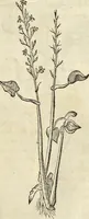 An illustration from Historia naturalis Brasiliae, : auspicio et beneficio illustriss. I. Mauritii Com. Nassau ... adornata : in qua non tantum plantæ et animalia, sed et indigenarum morbi, ingenia et mores describuntur et iconibus supra quingentas illustrantur (1648)