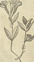An illustration from Historia naturalis Brasiliae, : auspicio et beneficio illustriss. I. Mauritii Com. Nassau ... adornata : in qua non tantum plantæ et animalia, sed et indigenarum morbi, ingenia et mores describuntur et iconibus supra quingentas illustrantur (1648)