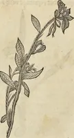 An illustration from Historia naturalis Brasiliae, : auspicio et beneficio illustriss. I. Mauritii Com. Nassau ... adornata : in qua non tantum plantæ et animalia, sed et indigenarum morbi, ingenia et mores describuntur et iconibus supra quingentas illustrantur (1648)