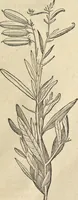 An illustration from Historia naturalis Brasiliae, : auspicio et beneficio illustriss. I. Mauritii Com. Nassau ... adornata : in qua non tantum plantæ et animalia, sed et indigenarum morbi, ingenia et mores describuntur et iconibus supra quingentas illustrantur (1648)