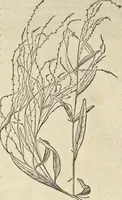 An illustration from Historia naturalis Brasiliae, : auspicio et beneficio illustriss. I. Mauritii Com. Nassau ... adornata : in qua non tantum plantæ et animalia, sed et indigenarum morbi, ingenia et mores describuntur et iconibus supra quingentas illustrantur (1648)