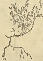 An illustration from Historia naturalis Brasiliae, : auspicio et beneficio illustriss. I. Mauritii Com. Nassau ... adornata : in qua non tantum plantæ et animalia, sed et indigenarum morbi, ingenia et mores describuntur et iconibus supra quingentas illustrantur (1648)