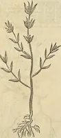 An illustration from Historia naturalis Brasiliae, : auspicio et beneficio illustriss. I. Mauritii Com. Nassau ... adornata : in qua non tantum plantæ et animalia, sed et indigenarum morbi, ingenia et mores describuntur et iconibus supra quingentas illustrantur (1648)
