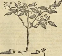 An illustration from Historia naturalis Brasiliae, : auspicio et beneficio illustriss. I. Mauritii Com. Nassau ... adornata : in qua non tantum plantæ et animalia, sed et indigenarum morbi, ingenia et mores describuntur et iconibus supra quingentas illustrantur (1648)