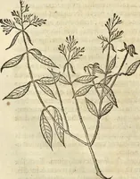 An illustration from Historia naturalis Brasiliae, : auspicio et beneficio illustriss. I. Mauritii Com. Nassau ... adornata : in qua non tantum plantæ et animalia, sed et indigenarum morbi, ingenia et mores describuntur et iconibus supra quingentas illustrantur (1648)