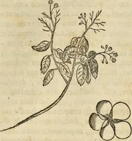An illustration from Historia naturalis Brasiliae, : auspicio et beneficio illustriss. I. Mauritii Com. Nassau ... adornata : in qua non tantum plantæ et animalia, sed et indigenarum morbi, ingenia et mores describuntur et iconibus supra quingentas illustrantur (1648)