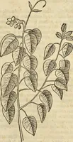 An illustration from Historia naturalis Brasiliae, : auspicio et beneficio illustriss. I. Mauritii Com. Nassau ... adornata : in qua non tantum plantæ et animalia, sed et indigenarum morbi, ingenia et mores describuntur et iconibus supra quingentas illustrantur (1648)