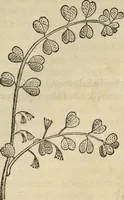An illustration from Historia naturalis Brasiliae, : auspicio et beneficio illustriss. I. Mauritii Com. Nassau ... adornata : in qua non tantum plantæ et animalia, sed et indigenarum morbi, ingenia et mores describuntur et iconibus supra quingentas illustrantur (1648)