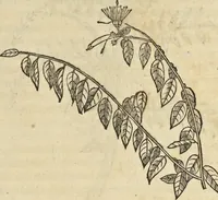 An illustration from Historia naturalis Brasiliae, : auspicio et beneficio illustriss. I. Mauritii Com. Nassau ... adornata : in qua non tantum plantæ et animalia, sed et indigenarum morbi, ingenia et mores describuntur et iconibus supra quingentas illustrantur (1648)