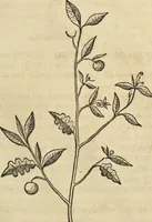 An illustration from Historia naturalis Brasiliae, : auspicio et beneficio illustriss. I. Mauritii Com. Nassau ... adornata : in qua non tantum plantæ et animalia, sed et indigenarum morbi, ingenia et mores describuntur et iconibus supra quingentas illustrantur (1648)