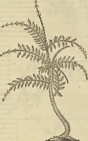 An illustration from Historia naturalis Brasiliae, : auspicio et beneficio illustriss. I. Mauritii Com. Nassau ... adornata : in qua non tantum plantæ et animalia, sed et indigenarum morbi, ingenia et mores describuntur et iconibus supra quingentas illustrantur (1648)