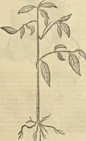 An illustration from Historia naturalis Brasiliae, : auspicio et beneficio illustriss. I. Mauritii Com. Nassau ... adornata : in qua non tantum plantæ et animalia, sed et indigenarum morbi, ingenia et mores describuntur et iconibus supra quingentas illustrantur (1648)