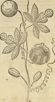 An illustration from Historia naturalis Brasiliae, : auspicio et beneficio illustriss. I. Mauritii Com. Nassau ... adornata : in qua non tantum plantæ et animalia, sed et indigenarum morbi, ingenia et mores describuntur et iconibus supra quingentas illustrantur (1648)