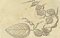 An illustration from Historia naturalis Brasiliae, : auspicio et beneficio illustriss. I. Mauritii Com. Nassau ... adornata : in qua non tantum plantæ et animalia, sed et indigenarum morbi, ingenia et mores describuntur et iconibus supra quingentas illustrantur (1648)