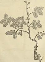 An illustration from Historia naturalis Brasiliae, : auspicio et beneficio illustriss. I. Mauritii Com. Nassau ... adornata : in qua non tantum plantæ et animalia, sed et indigenarum morbi, ingenia et mores describuntur et iconibus supra quingentas illustrantur (1648)